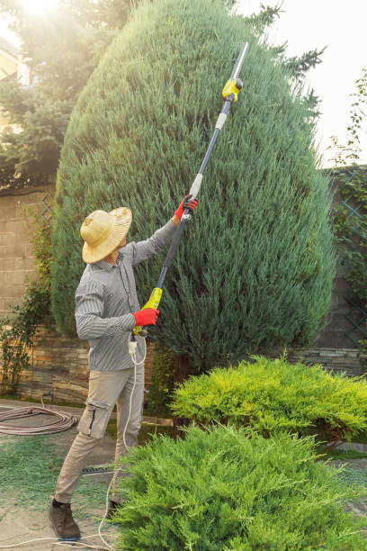 How Our Tree Care Process Works  in  El Paso De Robles, CA