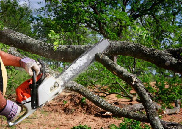 Professional Tree Services in El Paso De Robles, CA